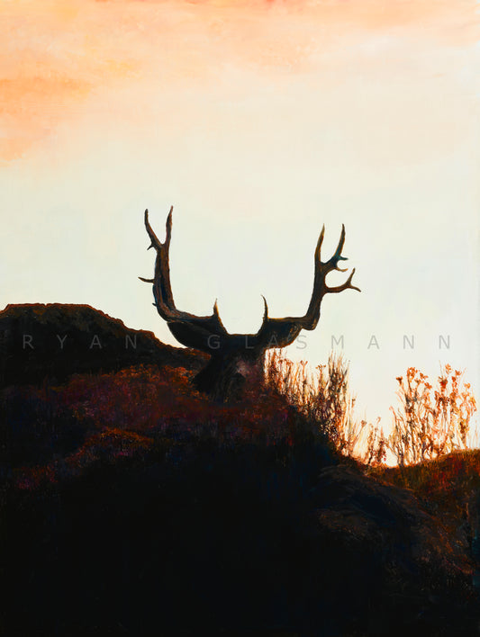 Mule deer Prints