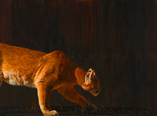 Mountain Lion Prints